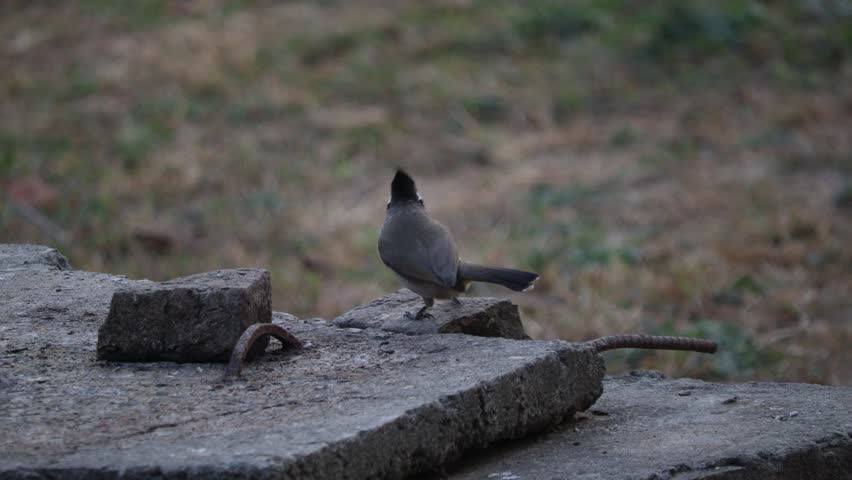 Sooty-headed bulbul Pycnonotus aurigaster songbird in Pycnonotidae. A yellow vented bulbul eating food at bird fodder.