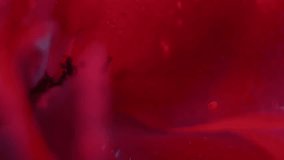 Floral petals. Nature flare. Defocused red crimson color rose flower plant droplet water circling on abstract white light art. - Powered by Shutterstock - Get 15% off with code: PIKWIZARD15