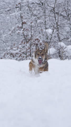 Lively young mixed breed dog runs back to catch a flying snowball on winter walk. A cute and excited doggo is running back and forth in the deep snow while playing along freshly snowed forest path.