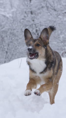 Lively young mixed breed dog runs back to catch a flying snowball on winter walk. A cute and excited doggo is running back and forth in the deep snow while playing along freshly snowed forest path.