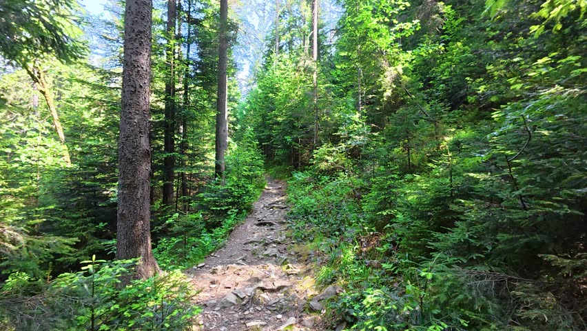 dolly-in along a narrow path in a summer mountain forest