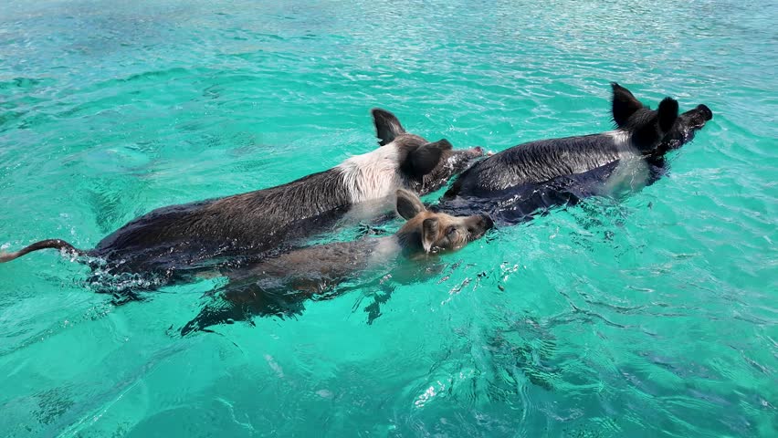 Pigs Beach At Exuma Islands In Nassau Bahamas. Beach Landscape. Swimming Pigs. Shades Of Blue Watercolor. Pigs Beach In Exuma Islands In Nassau Bahamas. Amazing Caribbean Sea.