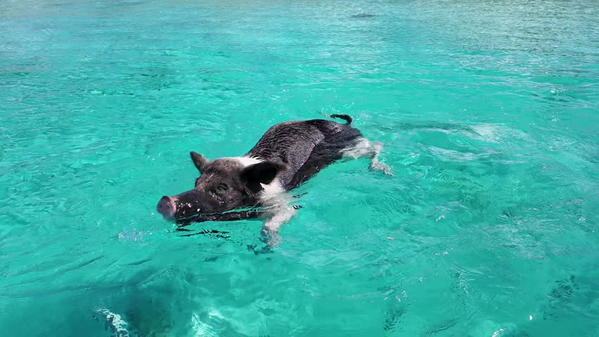 Pigs Beach At Exuma In Nassau Bahamas. Swimming Pigs. Caribbean Beach. Wildlife Scenery. Pigs Beach In Exuma In Nassau Bahamas. Tropical Travel.