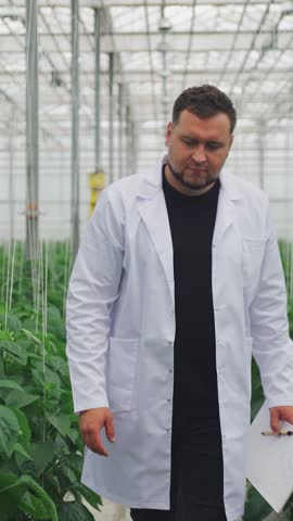 Researcher walks on greenhouse between rows growing bell peppers, vegetables. Employee collects data on plant growth, green foliage for analysis and programming of irrigation system