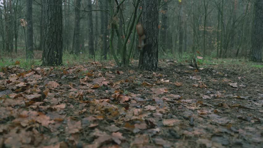 Squirrel searching for food among autumn leaves on forest ground, natural wildlife behavior
