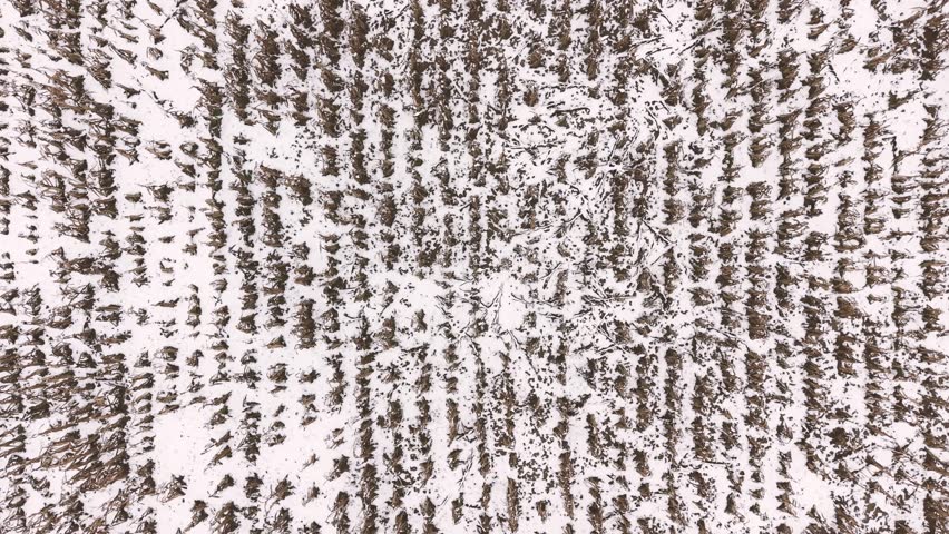 Corn agricultural field damaged with early snow