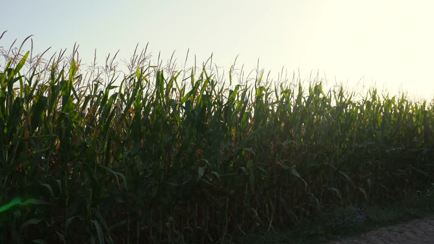 Green corn stalks grow tall in a vast field next to a dusty dirt road as bright sunlight shines overhead.