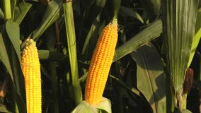 Bright yellow ears of corn are ripening on their green stalks in a vibrant agricultural field under warm summer sunlight. - Powered by Shutterstock - Get 15% off with code: PIKWIZARD15