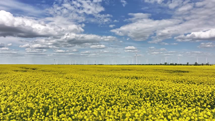 Close, slow drone flight above rapeseed blooms with many wind turbines rising in the background, capturing the spring landscape of central Germany.