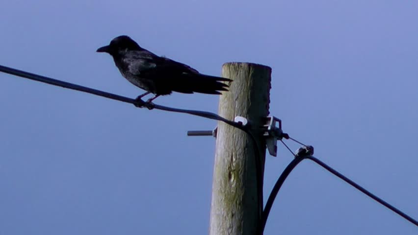 Bird on Telegraph Pole, squawks and then flies away - With Audio