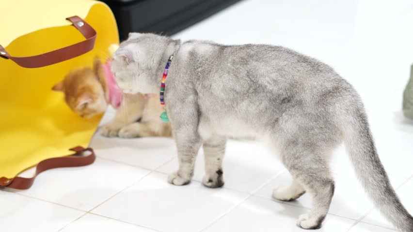 Playful Gray Cat and Curious Kittens Explore Bright Room with Yellow Bag, Showcasing Their Adorable Antics and Creating Joyful Atmosphere for Domestic Animal Lovers