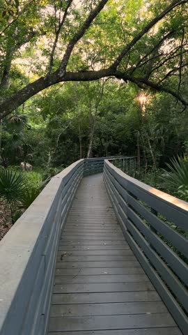 A wooden boardwalk with gray railings curves through a green forest at sunset. Soft sunlight filters through the canopy over palms and oaks, creating a peaceful nature trail.