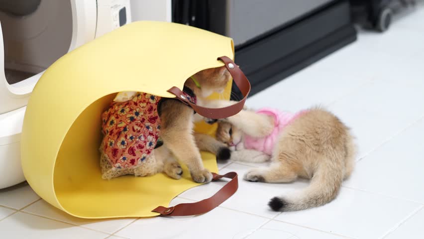 Curious playful kittens explore cozy indoor setting with vibrant yellow bag, showcasing their charming antics and joy of pet companionship in delightful feline adventure