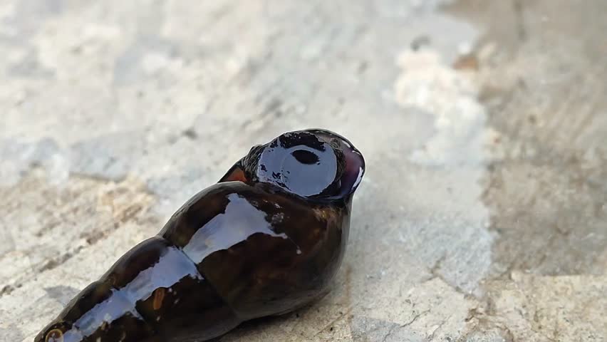 A snail exploring its surroundings, slowly moving across the ground, a miniature journey of a unique creature in its natural habitat.