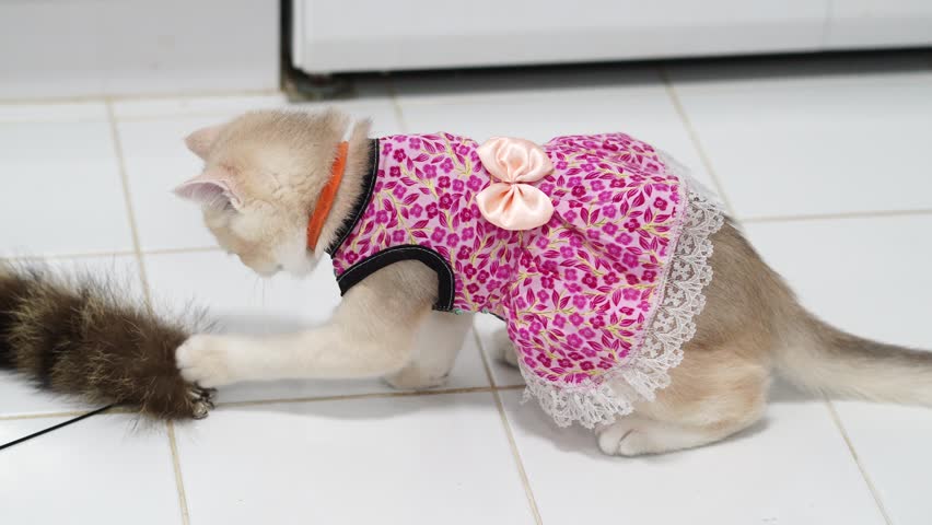 Playful Cat in Pink Floral Dress Lies on Tiled Floor, Engaging with Its Tail While Showcasing Curiosity and Whimsical Nature in Lighthearted Domestic Scene