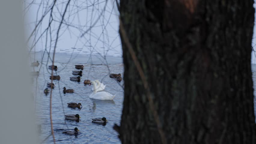 Graceful swans and wild ducks swimming together in a cold winter lake near the frozen shoreline, peaceful wildlife scene in serene icy nature during a quiet winter day