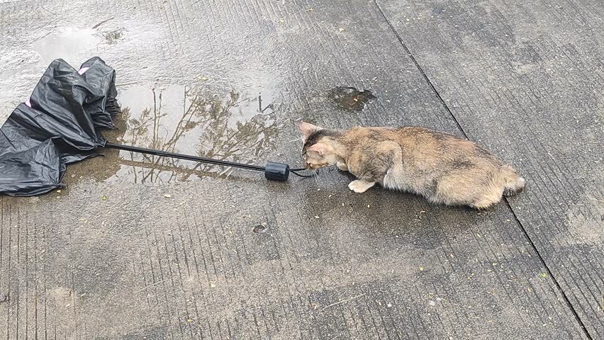 A curious tabby cat plays with a broken black umbrella on a wet concrete surface, batting and biting the handle, showing natural feline behavior in an urban outdoor setting.