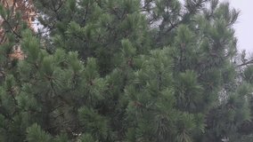 A dense, magnified view of the dark green branches and needles of a pine or conifer tree during falling rain, revealing small, brown pine cones against a subtly cloudy sky. Video 4k	
 - Powered by Shutterstock - Get 15% off with code: PIKWIZARD15
