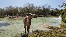 Camel beside clear turquoise pools and lush greenery in Wadi Darbat, Dhofar, Oman, finding water and grazing amid arid hills and tranquil oasis landscape - Powered by Shutterstock - Get 15% off with code: PIKWIZARD15