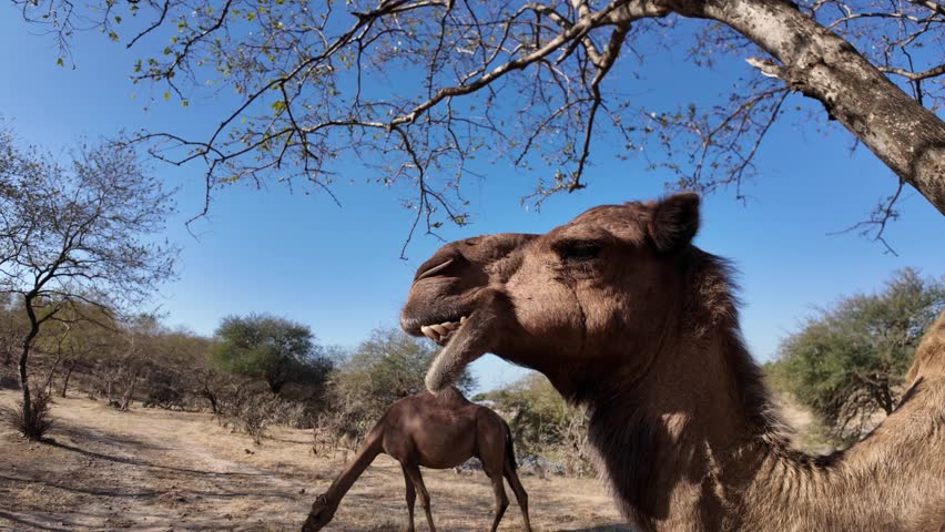 Group of camels, including adults and calves, standing on dry and sparse terrain with rugged mountains and a clear blue sky in Wadi Darbat natural park, Taqah, Dhofar, Oman