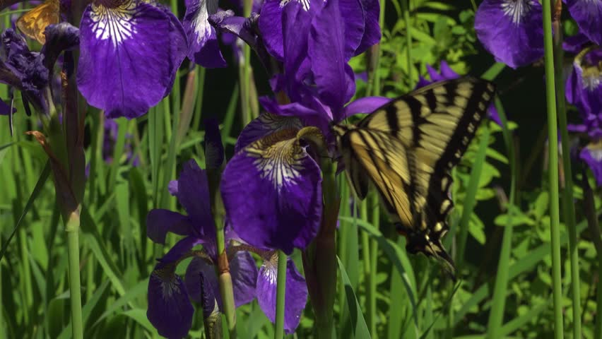 A close-up of a yellow Swallowtail Butterfly pollinating purple Iris flowers in a garden. Bumblebees fly around in the background during this sunny spring day.