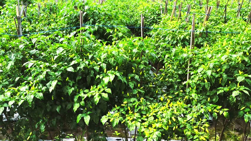 Wide horizontal panorama of a thriving yellow chili pepper field under warm sunny light, featuring healthy plants, dense green-yellow foliage, and a fresh rural farm atmosphere in natural daylight.