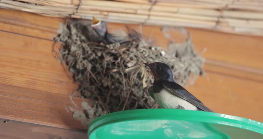 Swallow and young nestlings crying in the nest