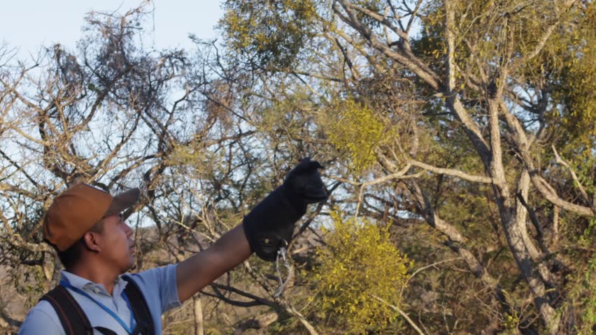 A Man Practicing Falconry With A Hawk Eagle. Close-up Shot