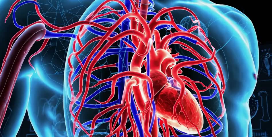 A detailed 3D animation of the human heart beating along with surrounding body tissues. The clip shows realistic medical anatomy, smooth motion, and clear structural details suitable for educational..