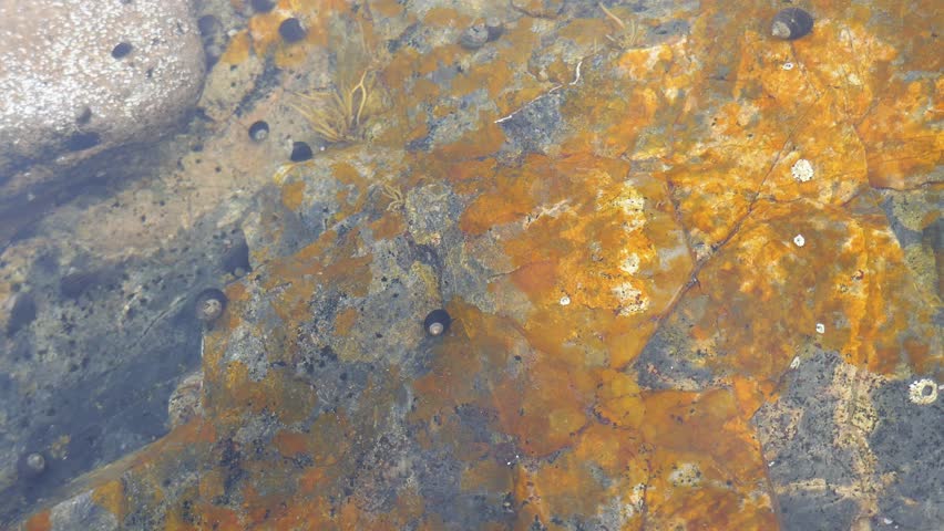 Water snails under rippling water surface in tide pool with algae