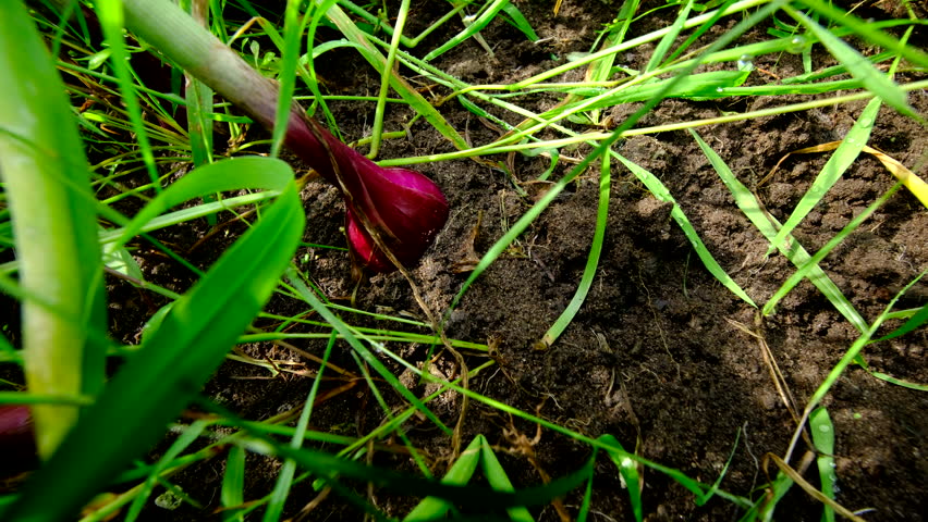 Close up of young red onions bulbs and moving camera up revealing more plants and its scallions. Greens are bend over or fallen after heavy rain.
