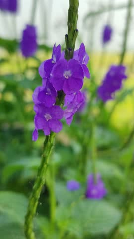 Purple Stachytarpheta cayennensis flowers blooming along tall green spikes in natural light, showing delicate petals, lush foliage, and a serene tropical garden atmosphere.
