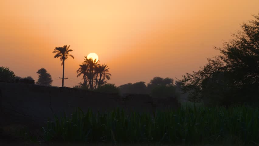 Sunset casting an orange glow over silhouetted palm trees and fields in a rural landscape