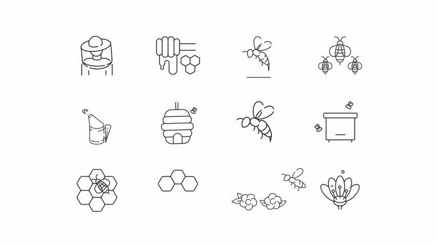 Animated beekeeping and honey line icons. Apiculture business animation set. Protecting bees population. Agriculture industry. Outline elements on white background. HD video with alpha channel