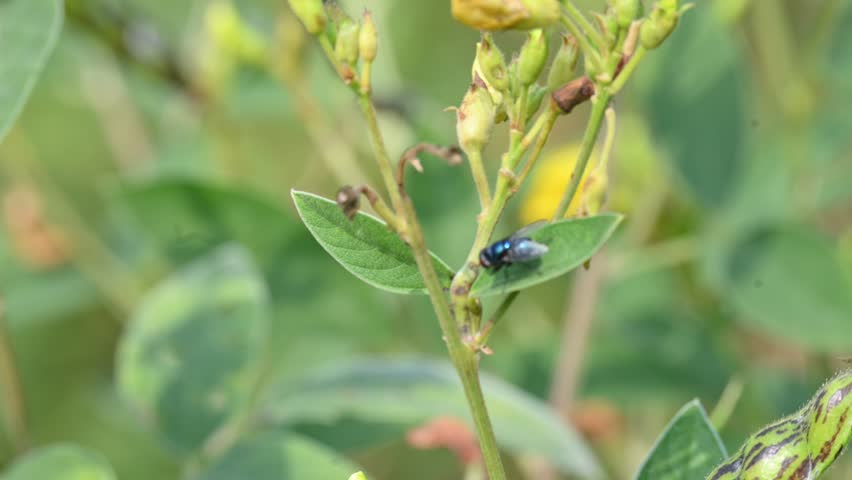 Calliphora vomitoria fly sitting on Pigeon pea leaf. Its common name blue bottle fly, orange bearded blue bottle and bottlebee. It is a species of blow fly, a species in the family Calliphoridae.