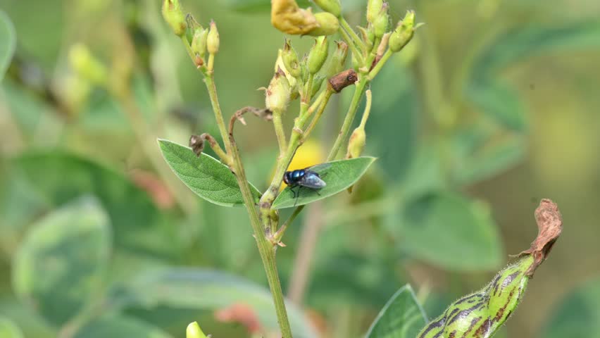 Calliphora vomitoria fly sitting on Pigeon pea leaf. Its common name blue bottle fly, orange bearded blue bottle and bottlebee. It is a species of blow fly, a species in the family Calliphoridae.