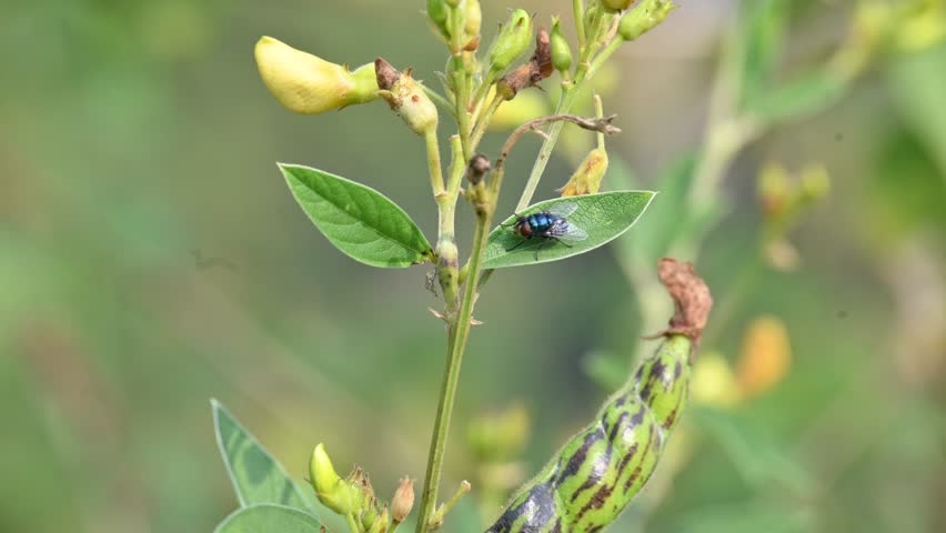 Calliphora vomitoria fly sitting on Pigeon pea leaf. Its common name blue bottle fly, orange bearded blue bottle and bottlebee. It is a species of blow fly, a species in the family Calliphoridae.