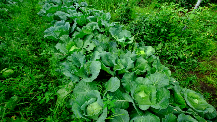 Moving camera slightly diagonal above well growing white cabbages with nicely forming heads