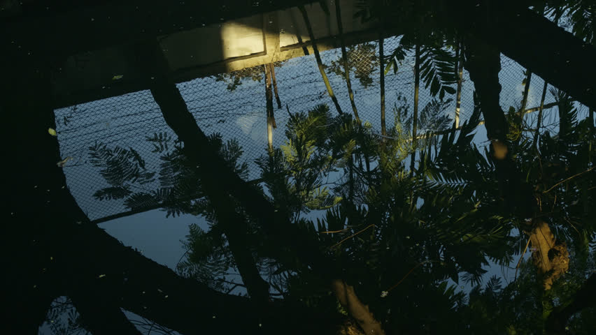 Calm but dirty water surface in a city canal with reflections of nature, representing urban ecology and water management.