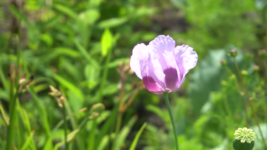 A poppy flower and a seed pod with greenery in the background. Selective focus on the flower. 