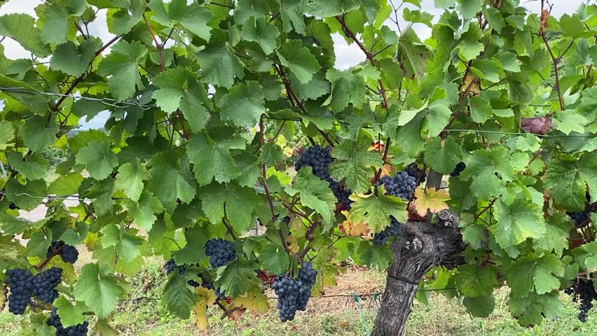 Fresh Purple Grapes Growing on Vineyard Branches