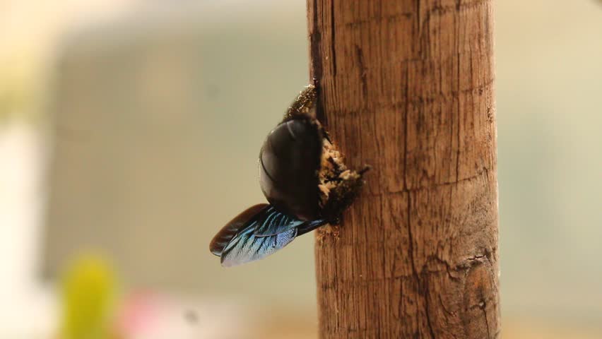 A large black carpenter bee making a way into wood for nest and laying eggs. Good pollinator.