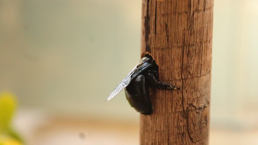 A carpenter bees making a hole in old wooden stick for nest and other purpose. Garden pollinator. Huge wings and black and violet color body.