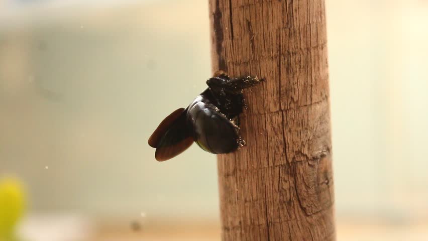 Black and violet colored wooden bees making a hole in wood. 