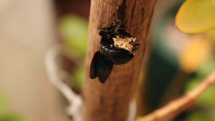 A large black carpenter bee making a way into wood for nest and laying eggs. Good pollinator.