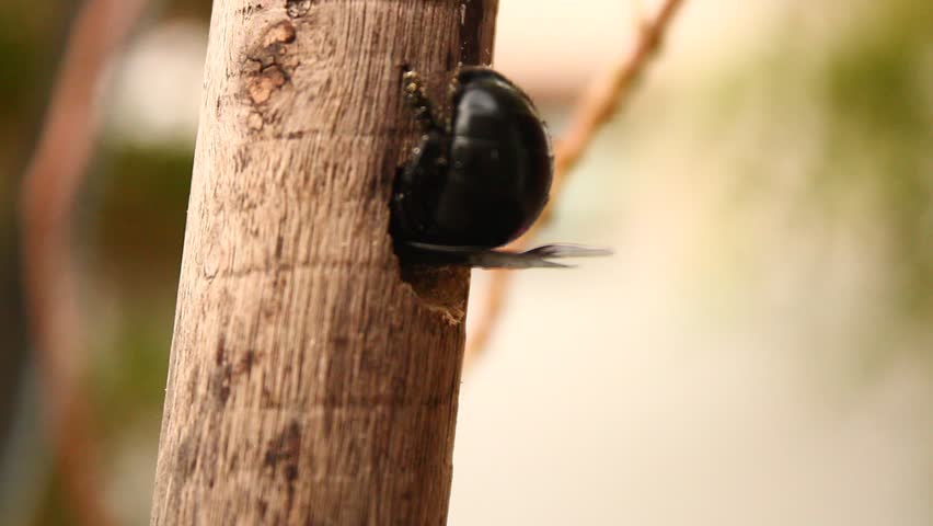 A close up view of black and violet carpenter bee burrowing into wood for nest. Large Carpenter bees.