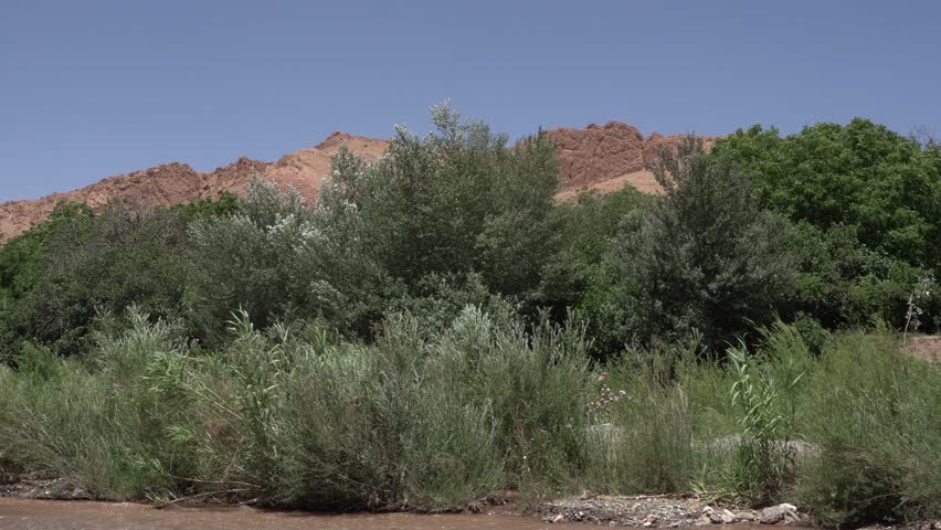 A group of tall grasses and some not very tall trees move cheerfully in the wind. All of this is set against desert mountains under a blue sky.