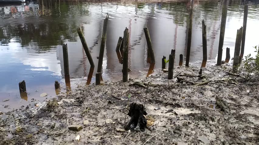 A mangrove habitat, also known as a mangal or mangrove swamp, is a unique, highly specialized wetland ecosystem found in the coastal intertidal zones of tropical and subtropical regions worldwide.