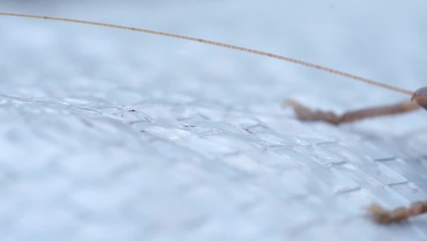 Close-up Macro Shot of a Brown Grasshopper or Cricket Insect