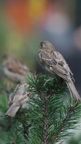Multiple sparrows perch on pine branch outdoors, shallow depth of field, natural daylight, steady shot